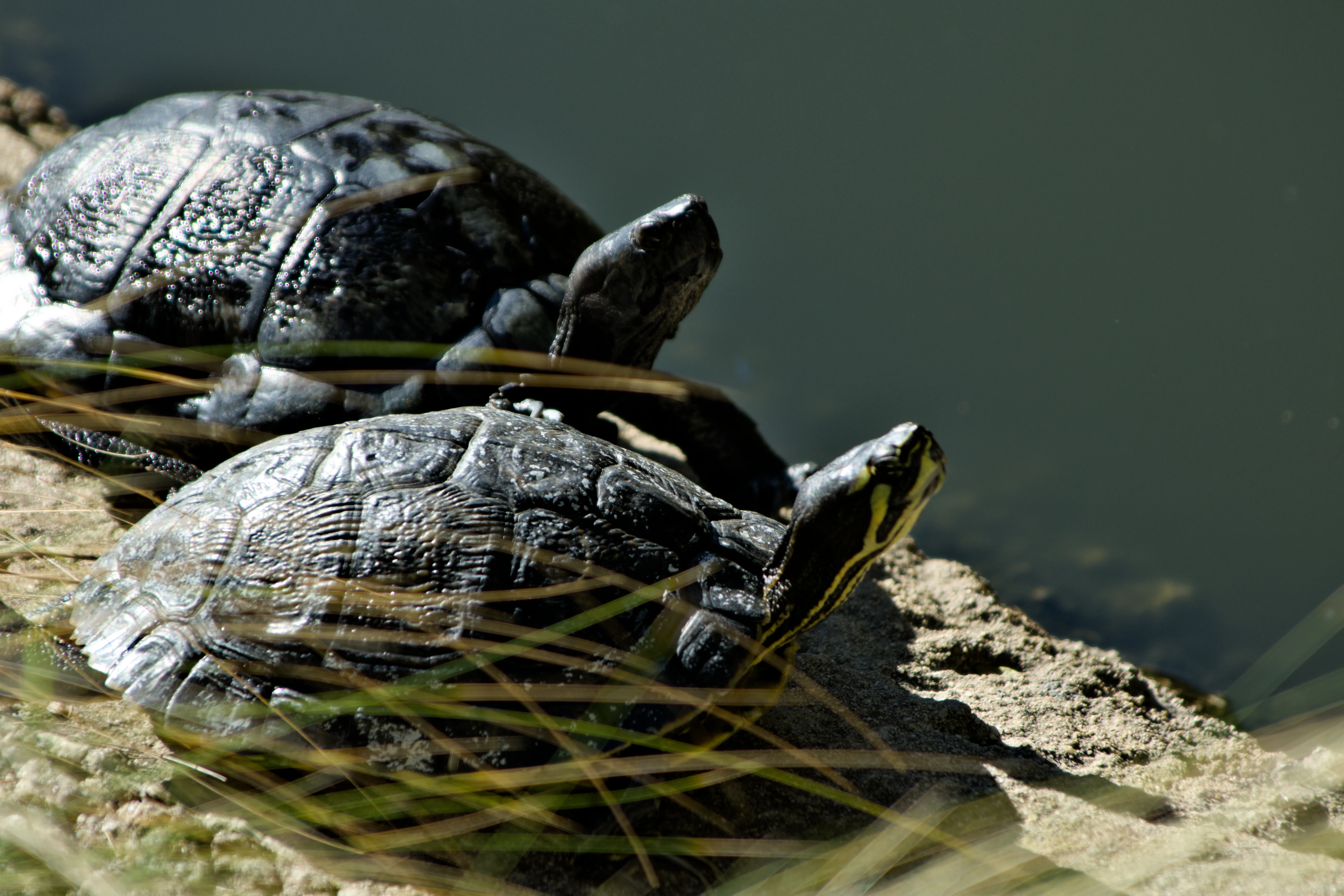 Tamron 28-300mm F3.5-6.3 (EF) - _I4A7142.webp